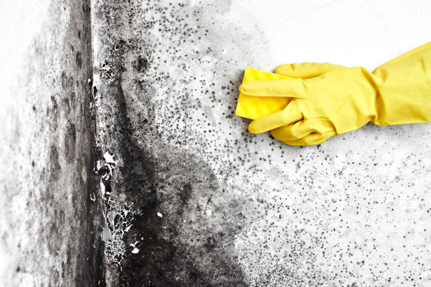 Best DIY Mold Remediation Support Services in Union Springs, NY